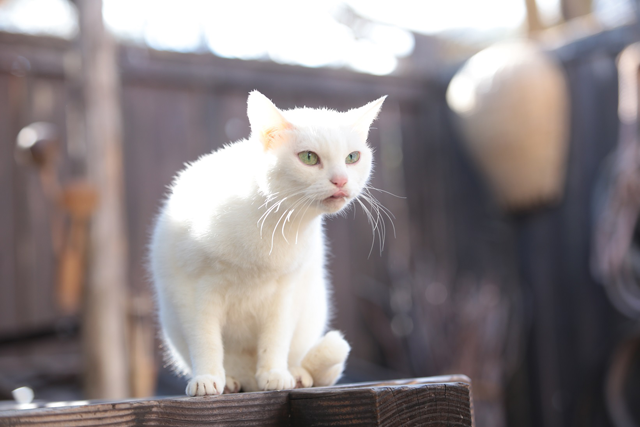 猫侍 の玉之丞にまたテレビで会える スペシャルドラマ 猫侍 玉之丞 江戸へ行く 2月放送決定 ネタとぴ