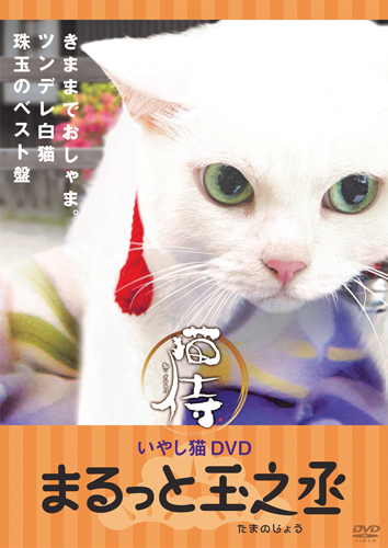 にゃんにゃんにゃんの2月22日は 猫の日 Tvドラマ 猫侍 玉之丞役 あなごの萌え写真を集めたdvd発売 ネタとぴ