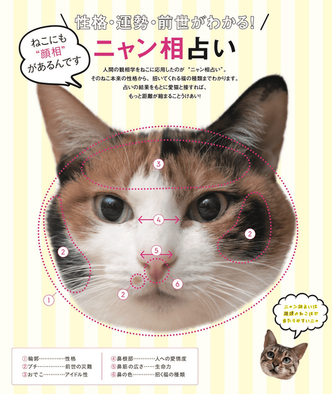 猫の前世もわかる「ニャン相占い」や、アイドルねこ情報満載のムック 