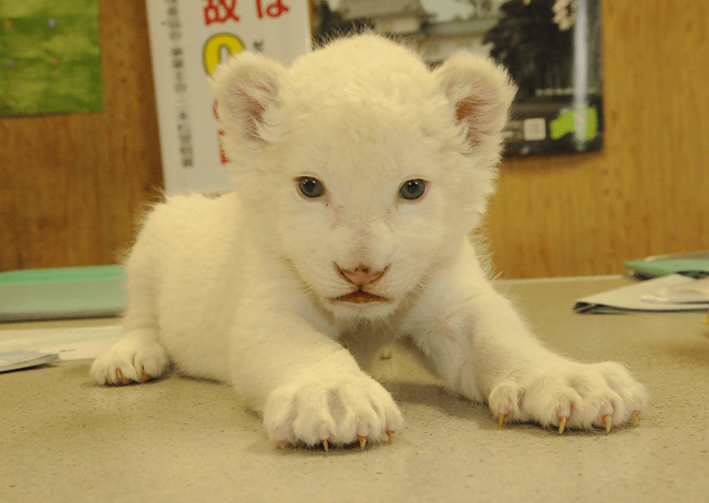 ホワイトライオンの赤ちゃん 17日 土 より一般公開 東北サファリで先月誕生 子育て苦手な母ライオンに代わり 飼育員が人工哺育中 ネタとぴ