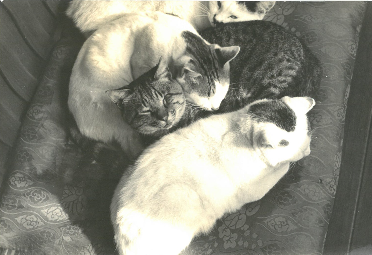 大佛次郎自身が撮った猫の写真や大佛次郎と猫の写真の数々を展示する企画コーナー「大佛次郎の視線の先猫たち」