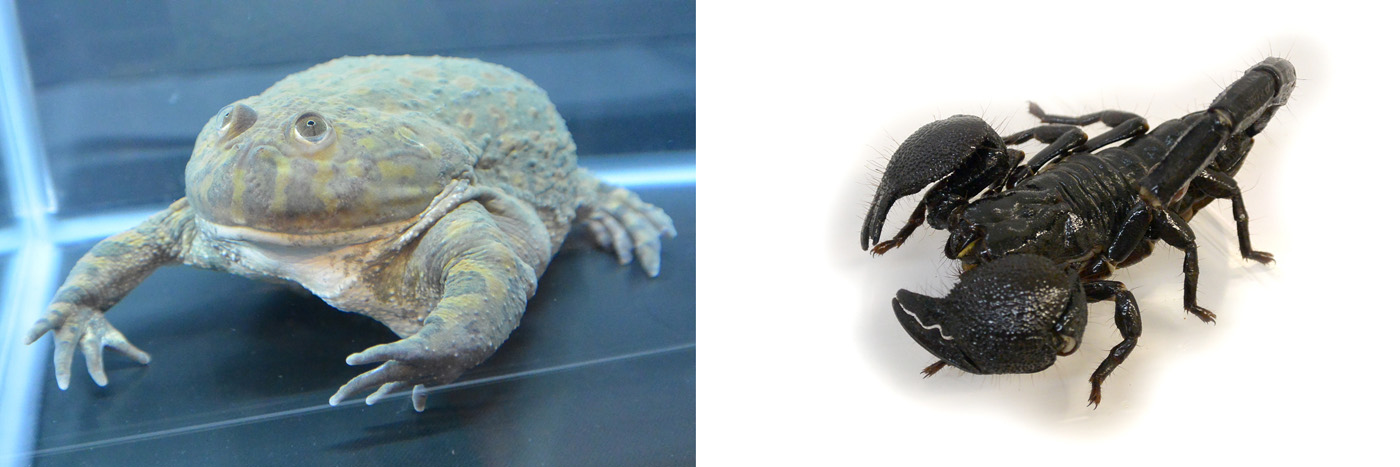 左：まん丸なお目めの「マルメタピオカガエル」、右：世界最大級「ダイオウサソリ」