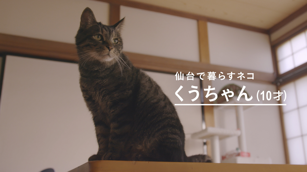 いまは仙台で暮らす10歳のシニア猫「くうちゃん」。子猫の頃から一緒に過ごした元・飼い主の大野さんを覚えているでしょうか