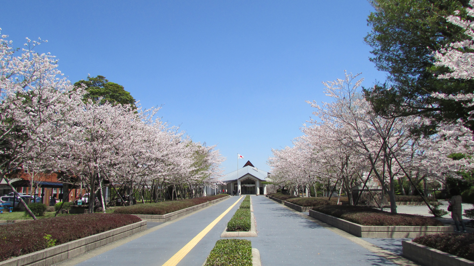 知覧平和公園の桜並木は平和のシンボルとして、市民に親しまれています