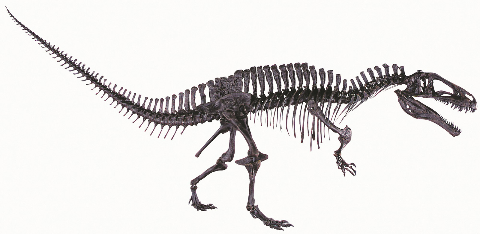 全長約10メートル！　アクロカントサウルス