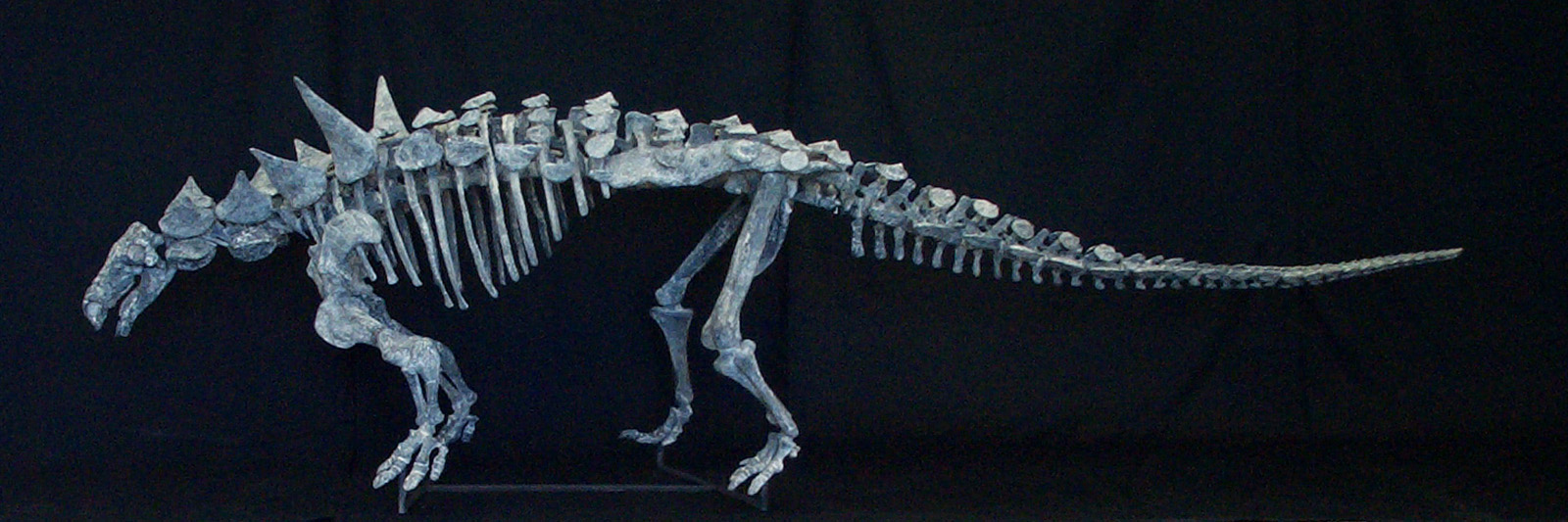 福井県立恐竜博物館所蔵の恐竜「ヨロイ竜」をはじめとした、骨格標本も展示