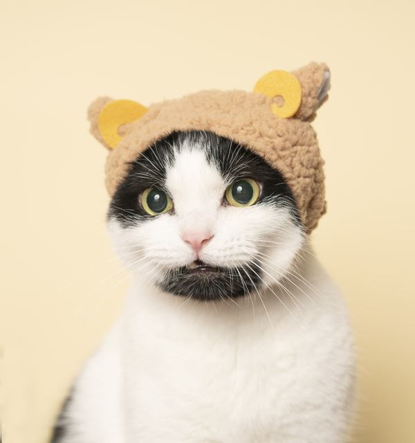 かぶった猫ちゃんはさらにかわいい 500万個突破の ねこのかぶりもの 初の猫写真集 かわいい かわいい ねこのかぶりもの が本日1日 水 発売 ネタとぴ かぶった猫ちゃんはさらにかわいい 500万個突破の ねこのかぶりもの 初の猫写真集 かわいい かわいい ねこのかぶりもの が本日1日 水 発売 ネタとぴ