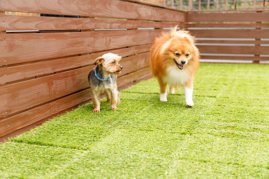 ドッグランやグルーミングテーブルも 犬と暮らすシェアハウス Tokyo Share Bond Komaba 12 2 日 グランドオープン 駒場東大前駅から徒歩1分と好立地 ネタとぴ