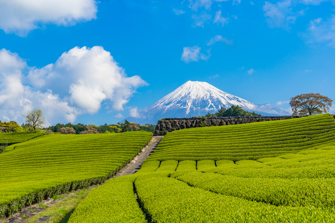 静岡県の風景：富士山と茶畑