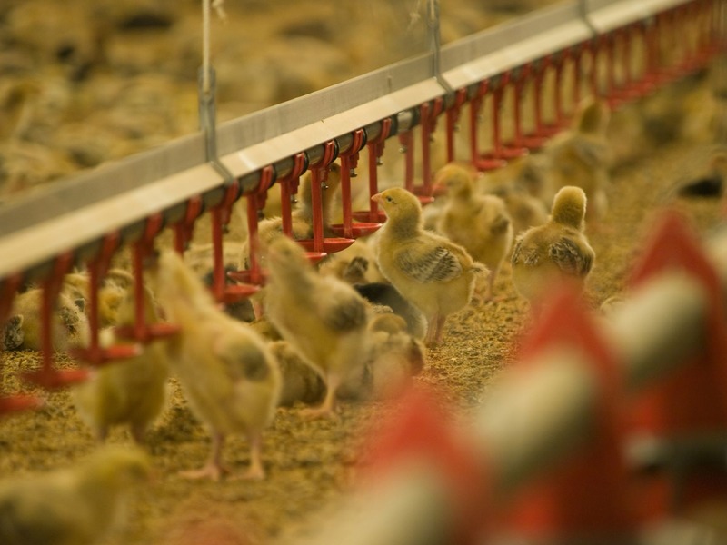 自然豊かな岩手県北東部にある広大な敷地で育った「岩手県産赤鶏」