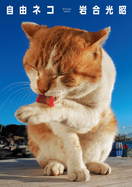 四季折々の日本で猫と同じ空気を吸っているような気分 令和初の岩合光昭写真集 自由ネコ が本日11日 土 発売 ネタとぴ