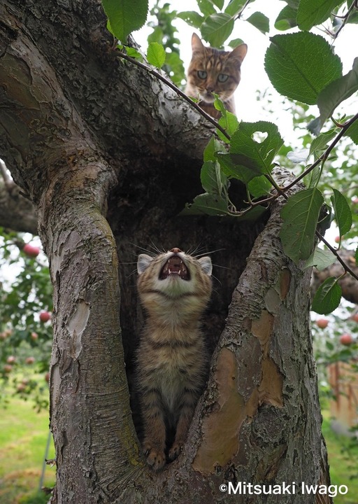 青森県弘前市のリンゴ農園で。子猫たちの日常が垣間見えます