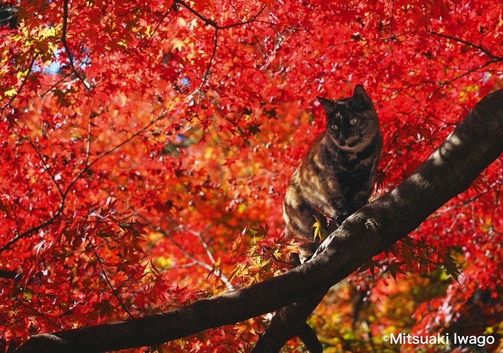 京都十輪寺のサビ猫。紅葉の色彩と秋晴れの陽光が美しい