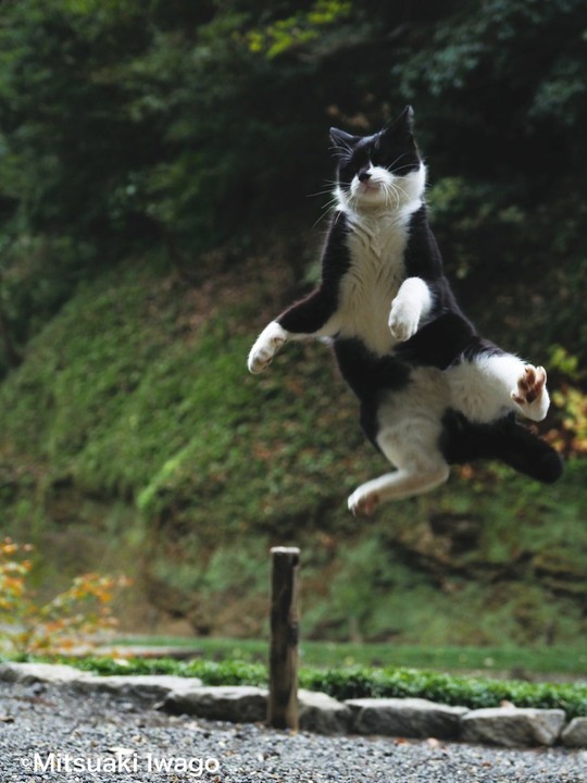 鎌倉市で撮影された猫のジャンプ