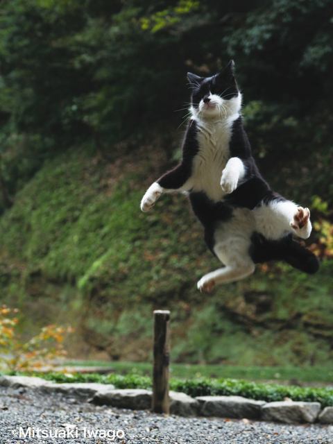 四季折々の日本で猫と同じ空気を吸っているような気分 令和初の岩合光昭写真集 自由ネコ が本日11日 土 発売 ネタとぴ
