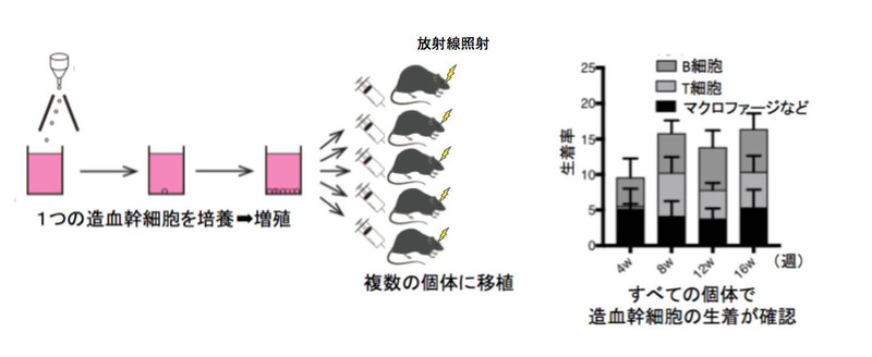 マウスの骨髄から造血幹細胞を１つ取り出して１ヶ月培養後に増幅した造血幹細胞を含む細胞を複数のマウスに移植した結果すべてのマウスにおいて造血幹細胞の骨髄再構築が確認された。(<a href="http://www.ims.u-tokyo.ac.jp/imsut/files/190530nature.pdf">液体のりで造血幹細胞の増幅に成功～細胞治療のコスト削減や次世代幹細胞治療に期待～(PDF)</a>より)