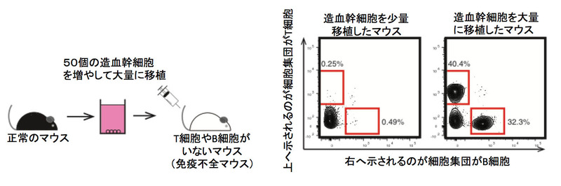 マウスの骨髄から造血幹細胞を50個取り出してPVAを用いた培養により大量に増幅した造血幹細胞を免疫不全(T 細胞やB細胞が欠損している)マウスに投与するだけで早期にT細胞やB細胞が分化し免疫不全という症状が根治される。(<a href="http://www.ims.u-tokyo.ac.jp/imsut/files/190530nature.pdf">液体のりで造血幹細胞の増幅に成功～細胞治療のコスト削減や次世代幹細胞治療に期待～(PDF)</a>より)
