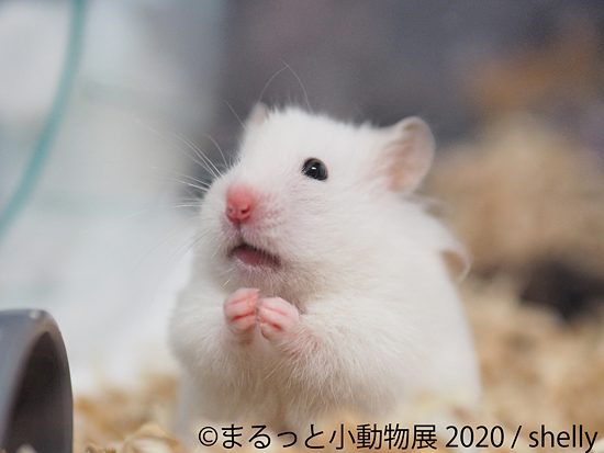 こんな時だから癒やされたい ハリネズミやリスなど つぶらな瞳のげっ歯類ファン歓喜の写真展 まるっと小動物展 開催 名古屋 東京で4月から ネタとぴ