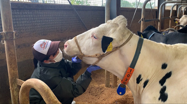 白い恋人 でお馴染み石屋製菓から 北海道ミルクをたっぷり使ったロールケーキ 北海道しあわせロール 新登場 応援購入サイト Makuake で限定販売 ネタとぴ