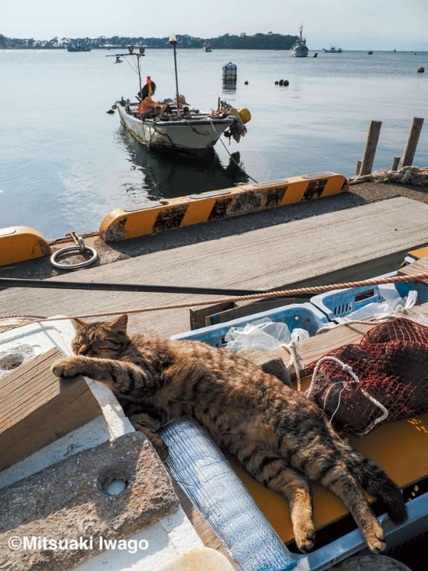 昼寝をする漁港の猫。大判だからこそ、猫を包む空気が臨場感たっぷりに伝わってきます(撮影地・静岡)