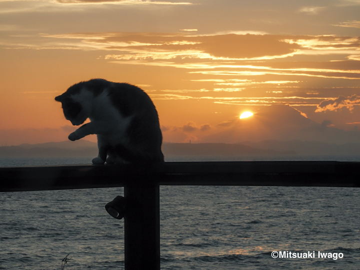 富士山と夕日をバックに毛繕いする猫。岩合さんが好んで撮影する夕景には息をのむほど美しい写真が多い(撮影地・千葉)
