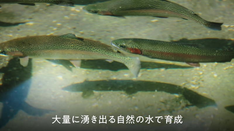 山麓の恵まれた環境でストレスが少ない養魚場