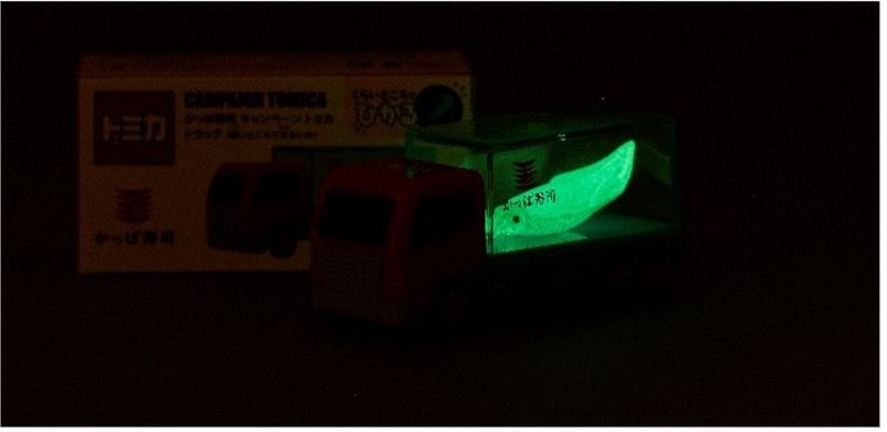 暗いところで“いか”は光ります