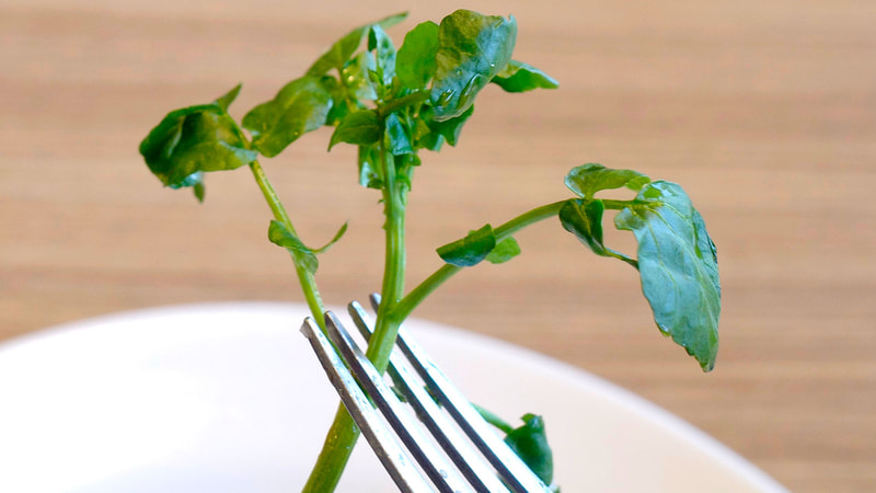 野趣あふれる風味のクレソンで口直ししてFINISH!